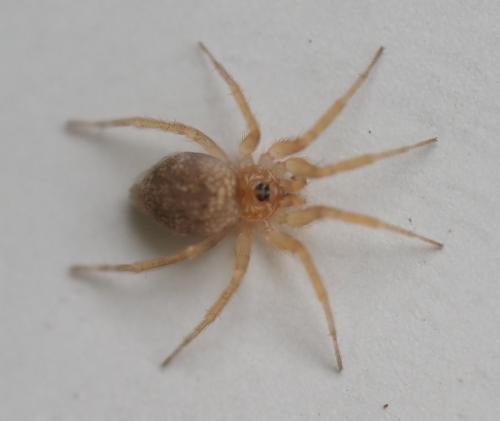 Réf. 348 116 : Oecobius sp.
